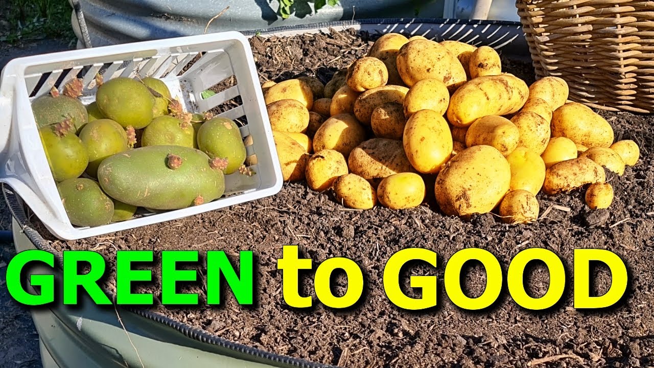 Green Potatoes: 7 delicious ways to enjoy them now 5 green potatoes
