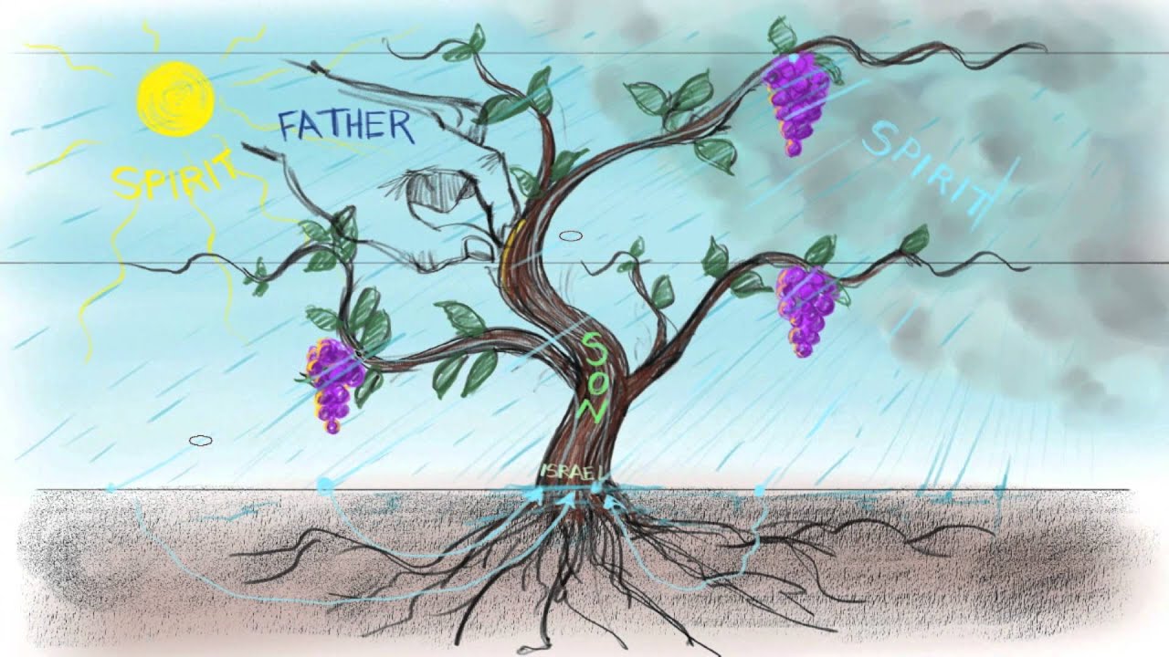 i am the vine you are the branches