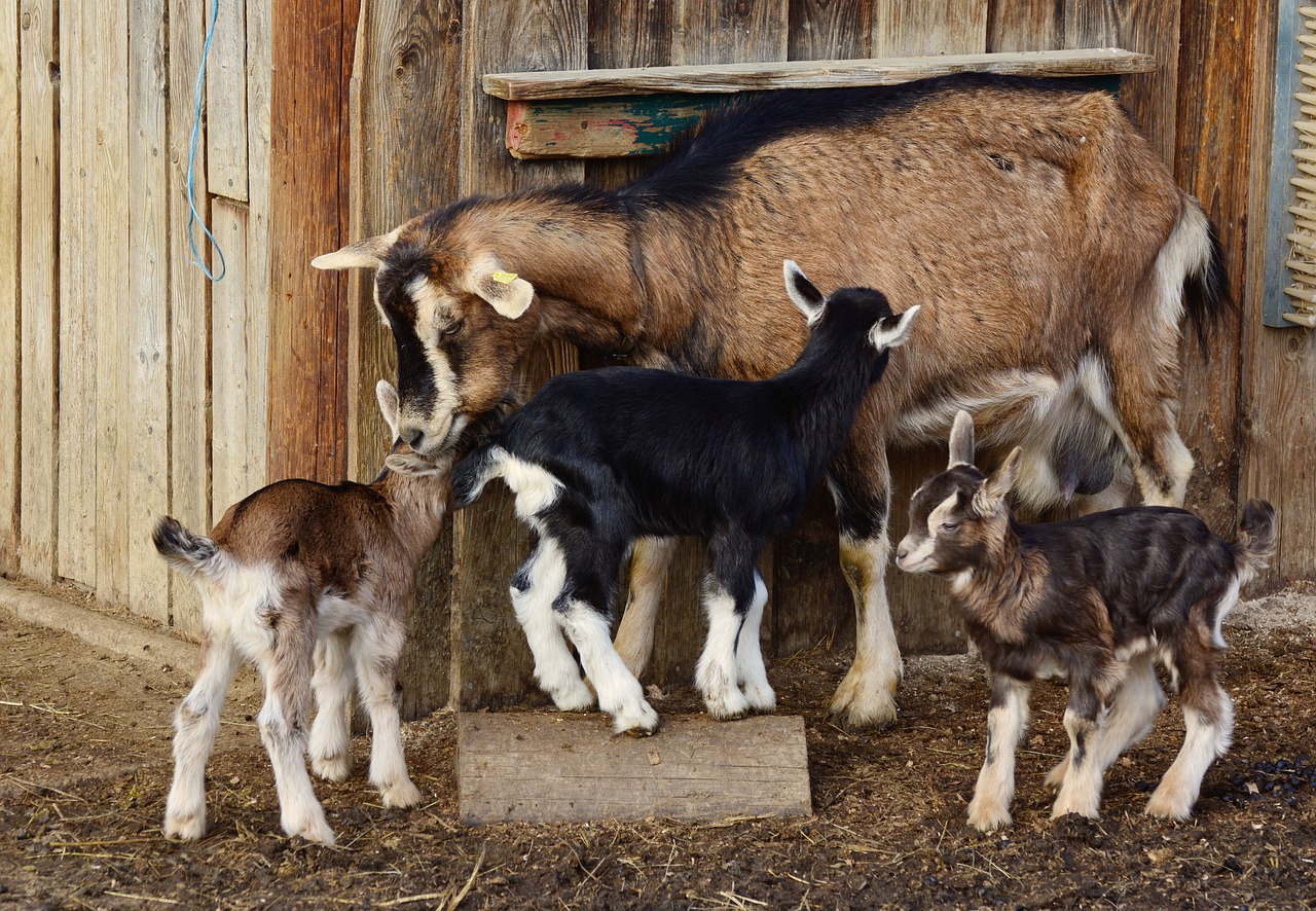 goat site fiable