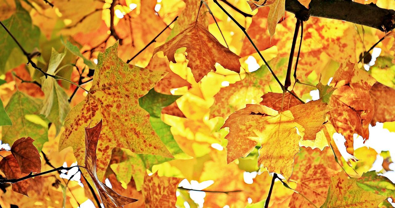 Recettes automne faciles : 5 plats réconfortants à essayer 1 recettes automne faciles