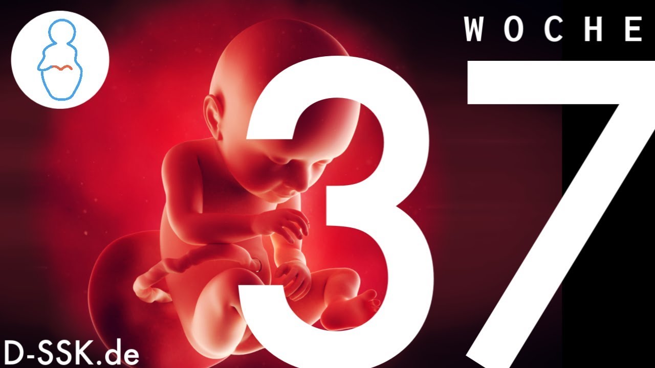 37. woche baby