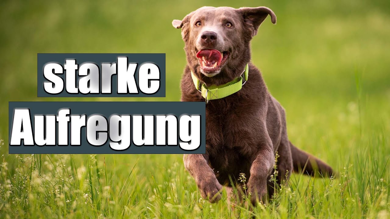 adhs hund symptome