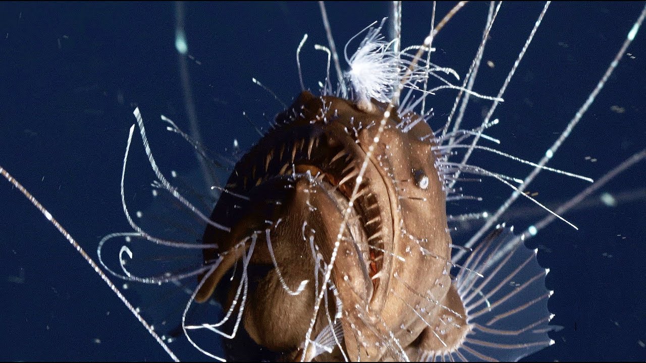 anglerfisch