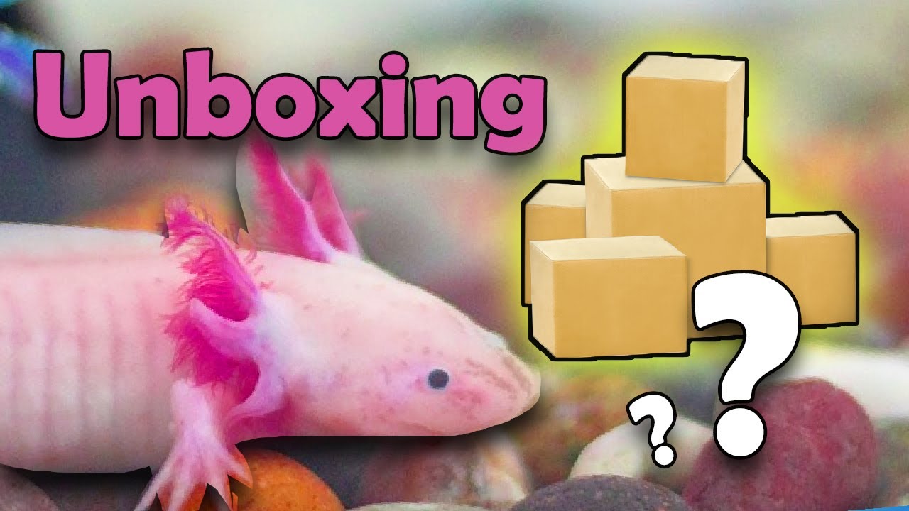 Axolotl kaufen: 5 Tipps für den perfekten Aquarienfreund 1 axolotl kaufen