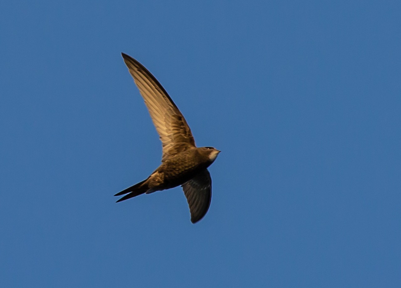 gebrauchte möbel schnell verkaufen