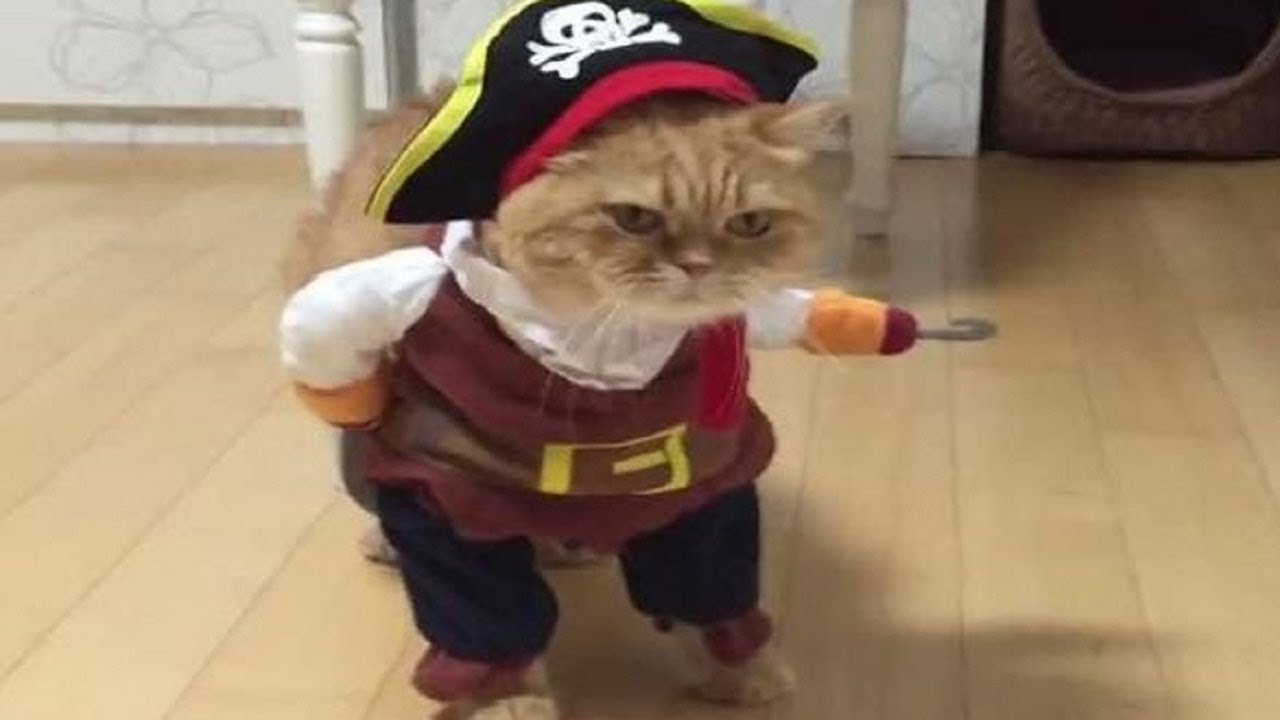 Katzenkostüm 7 kreative Ideen für ein unvergessliches Outfit 1 katzenkostüm