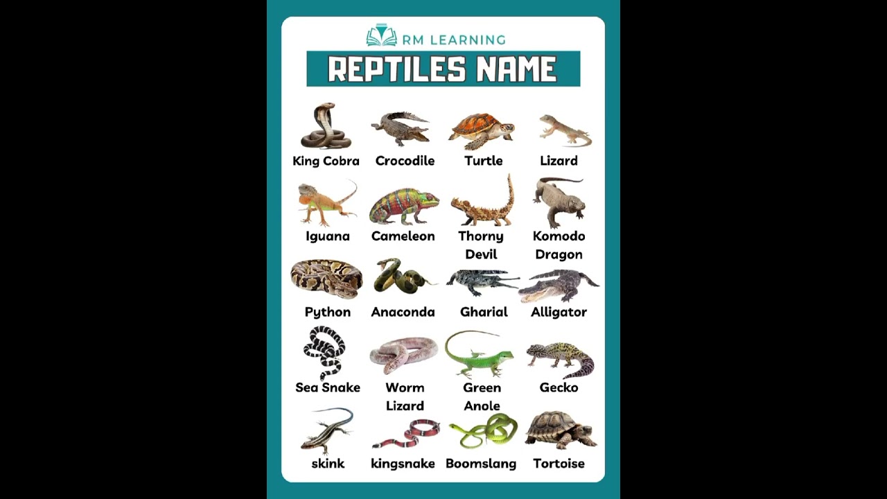 Namen für Echsen: 7 kreative Vorschläge für Ihr Reptil! 1 namen für echsen