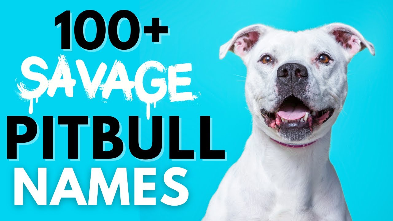 pitbull namen
