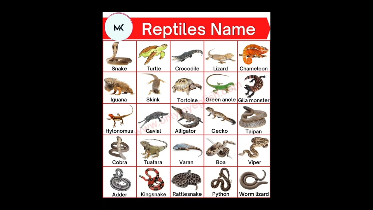 Schlangen Name 7 faszinierende Arten, die Sie kennen sollten 1 schlangen name