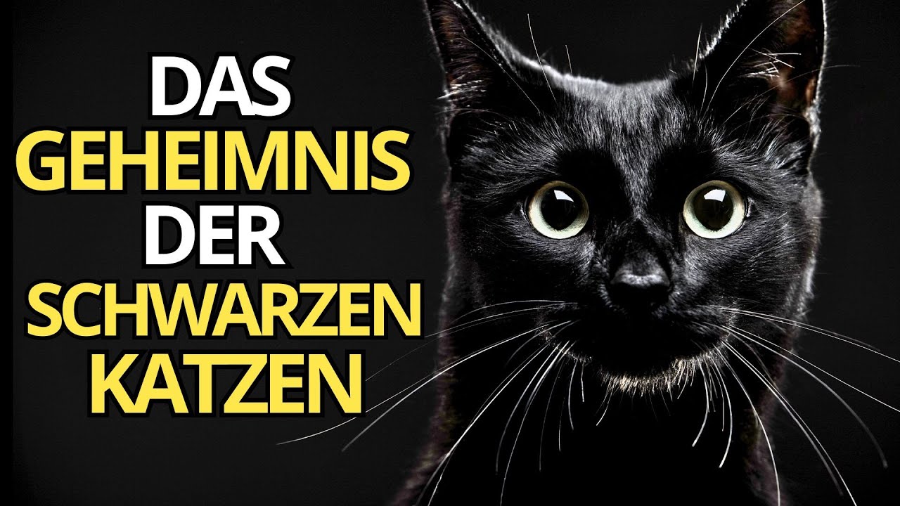 schwarze katze spirituelle bedeutung