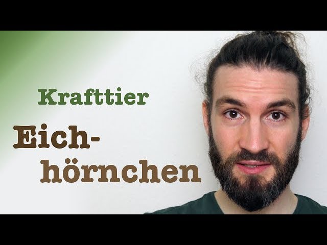 Was symbolisiert ein Eichhörnchen? 7 faszinierende Bedeutungen! 1 was symbolisiert ein eichhörnchen