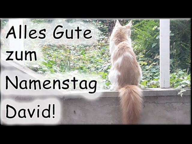 namenstag david