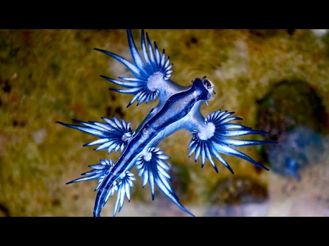 Blue glaucus: vollständiger Ratgeber mit 7 wesentlichen Fakten 1 blue glaucus