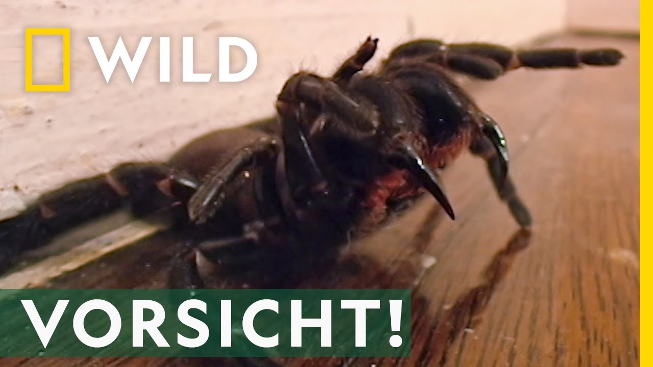giftige spinne