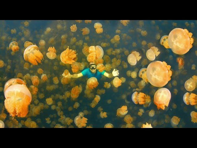 jellyfish lake