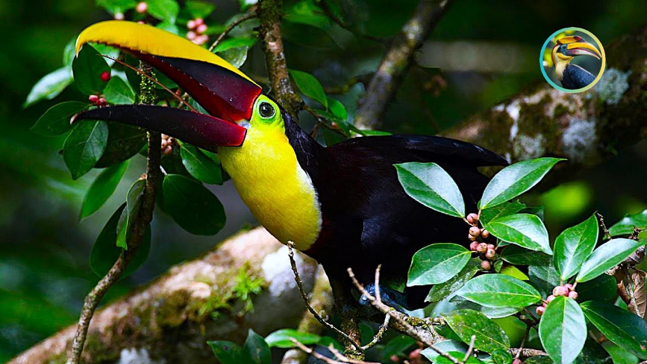 Paradiesapfel panama: vollständig aktualisiert – Ratgeber, 7 Tipps 1 paradiesapfel panama