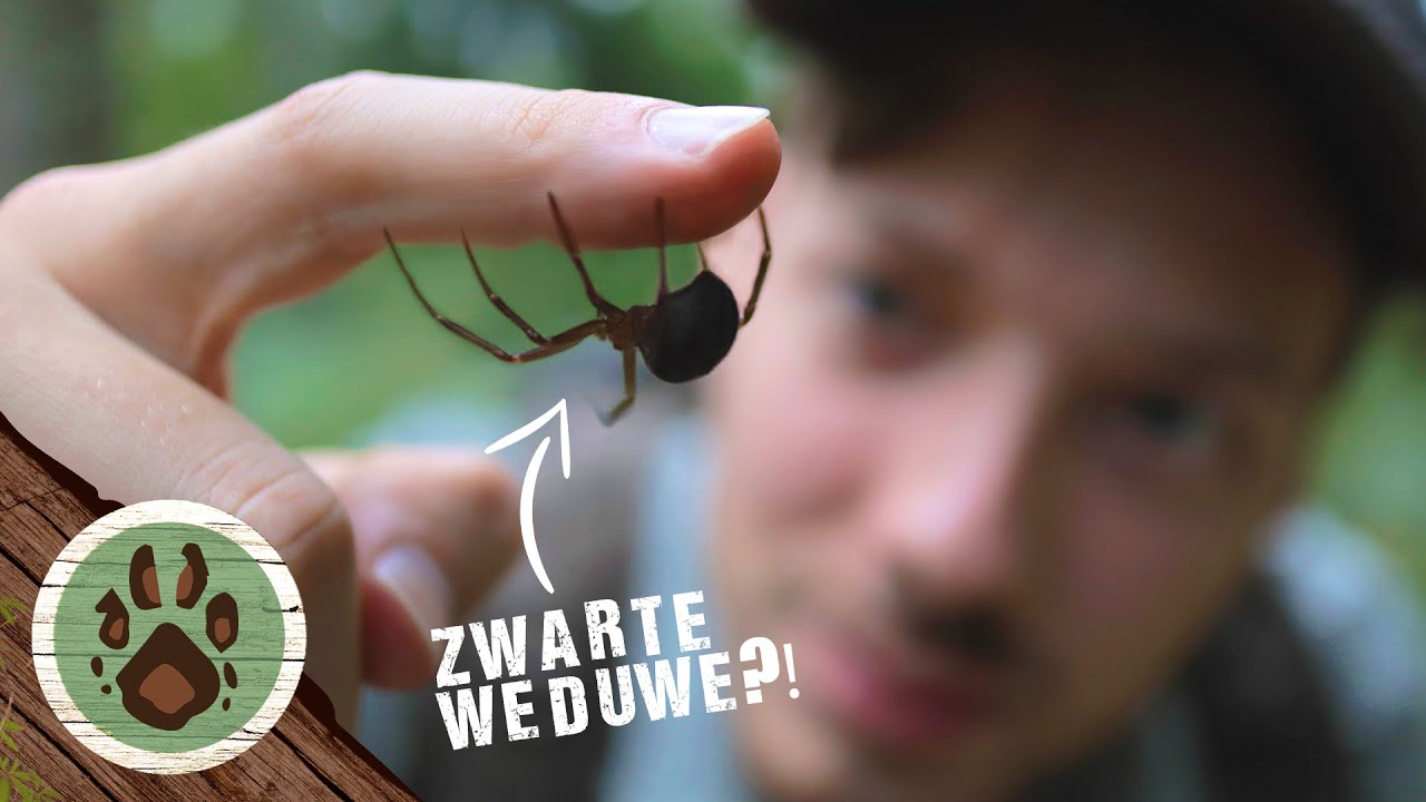 spinnen giftige