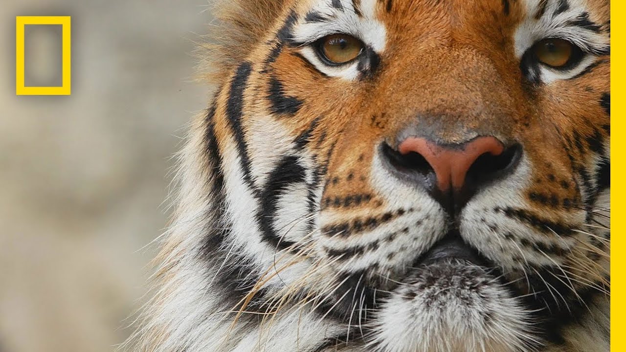 Tiger bedeutung: einfach erklärt - Ratgeber in 7 Schritten 1 tiger bedeutung