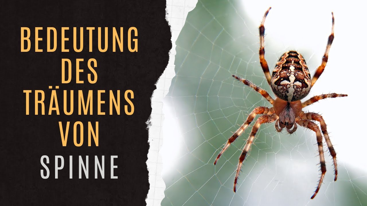 Traum spinne: vollständig und praktisch – 7 Tipps zur Deutung 1 traum spinne