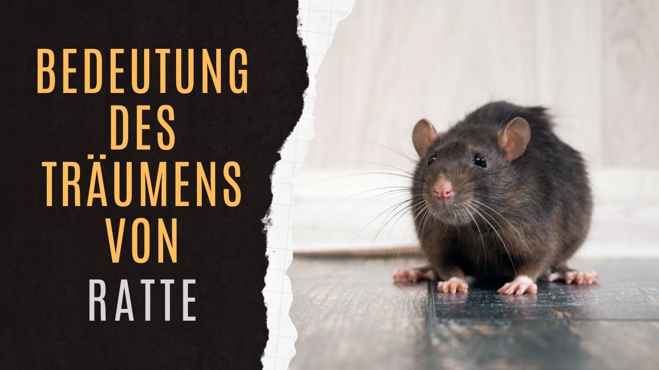 träume deuten ratten