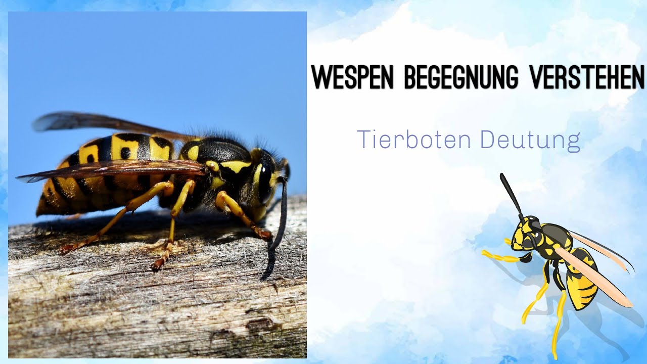 Wespe traumdeutung: Ratgeber – komplett in 7 einfachen Deutungen 1 wespe traumdeutung