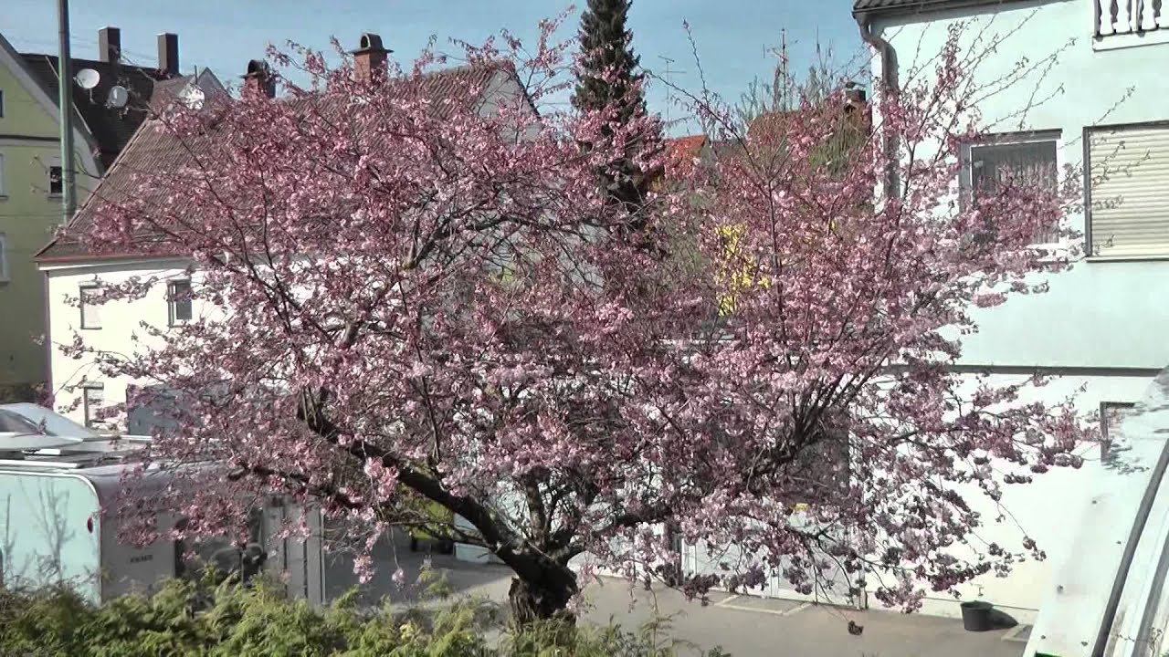 kirschblütenbaum