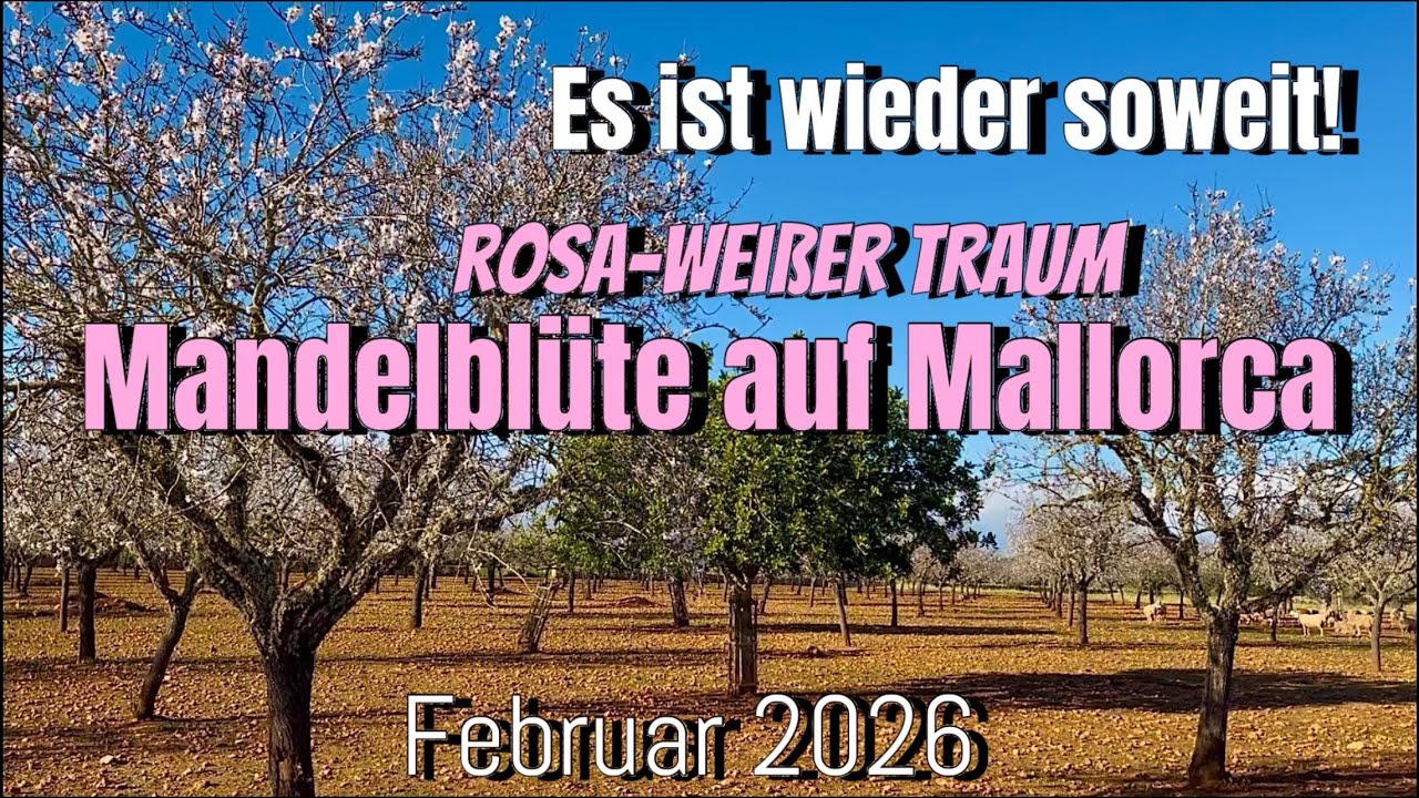 mandelblüte mallorca 2025