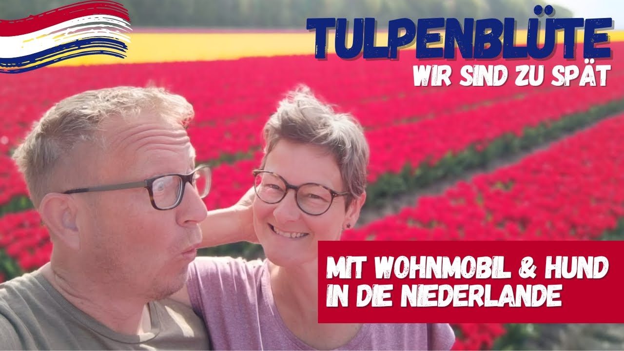 tulpenblüte holland