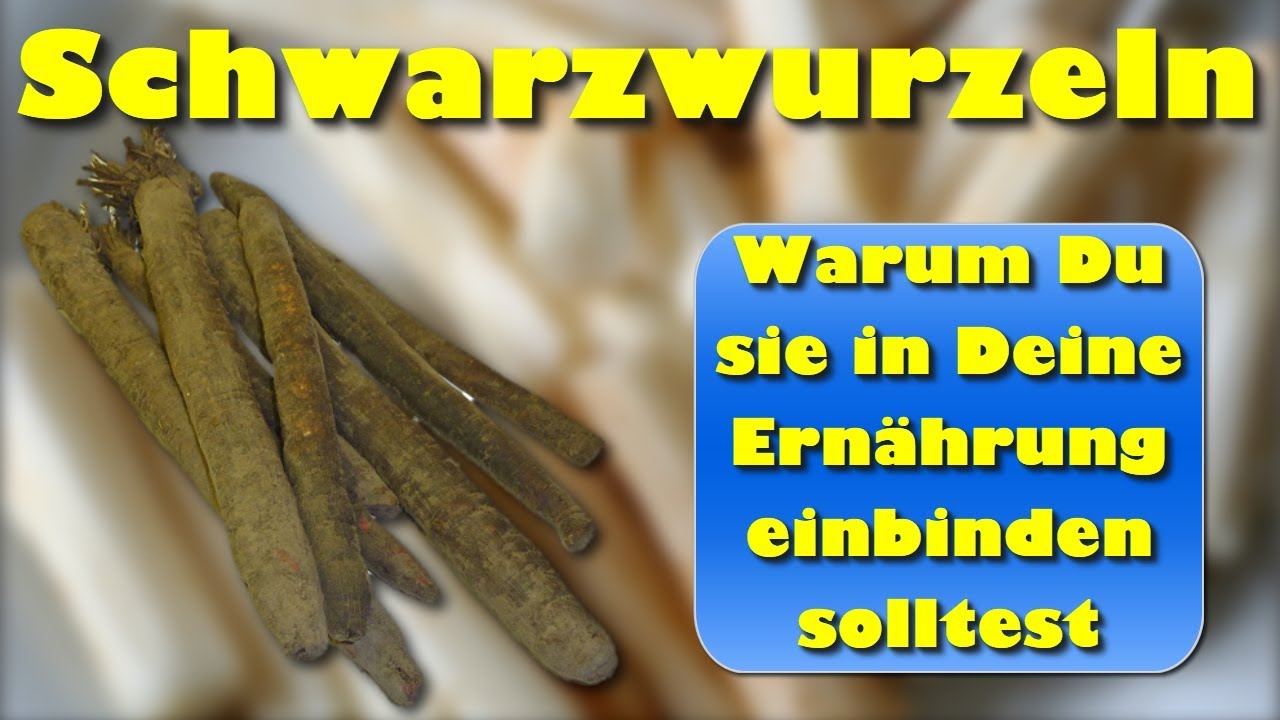 schwarzwurzel gesundheit