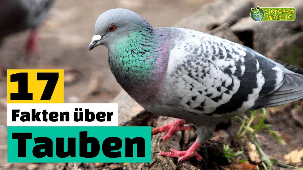wie alt wird eine taube