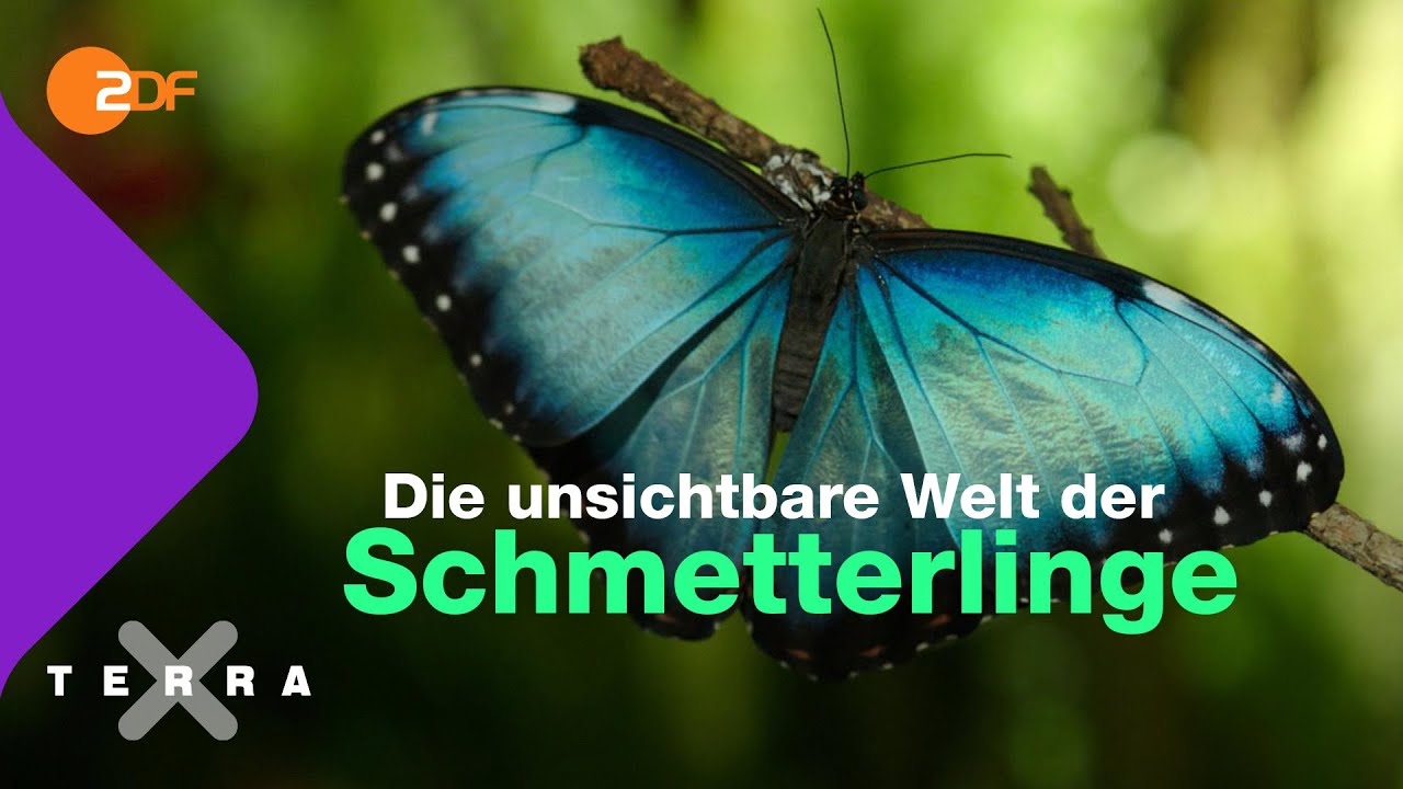wie lange leben schmetterlinge