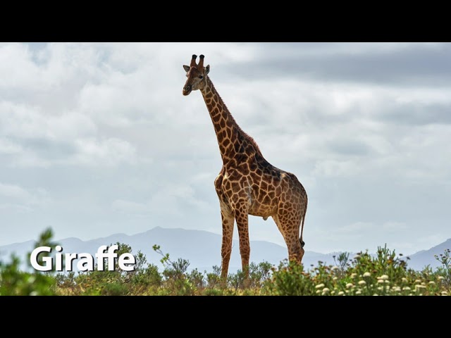 wie macht eine giraffe