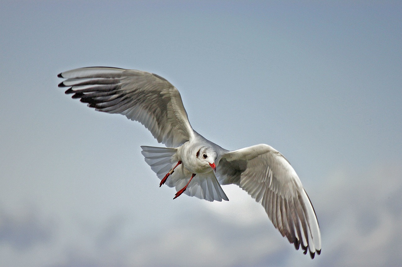 gul flytning gravid