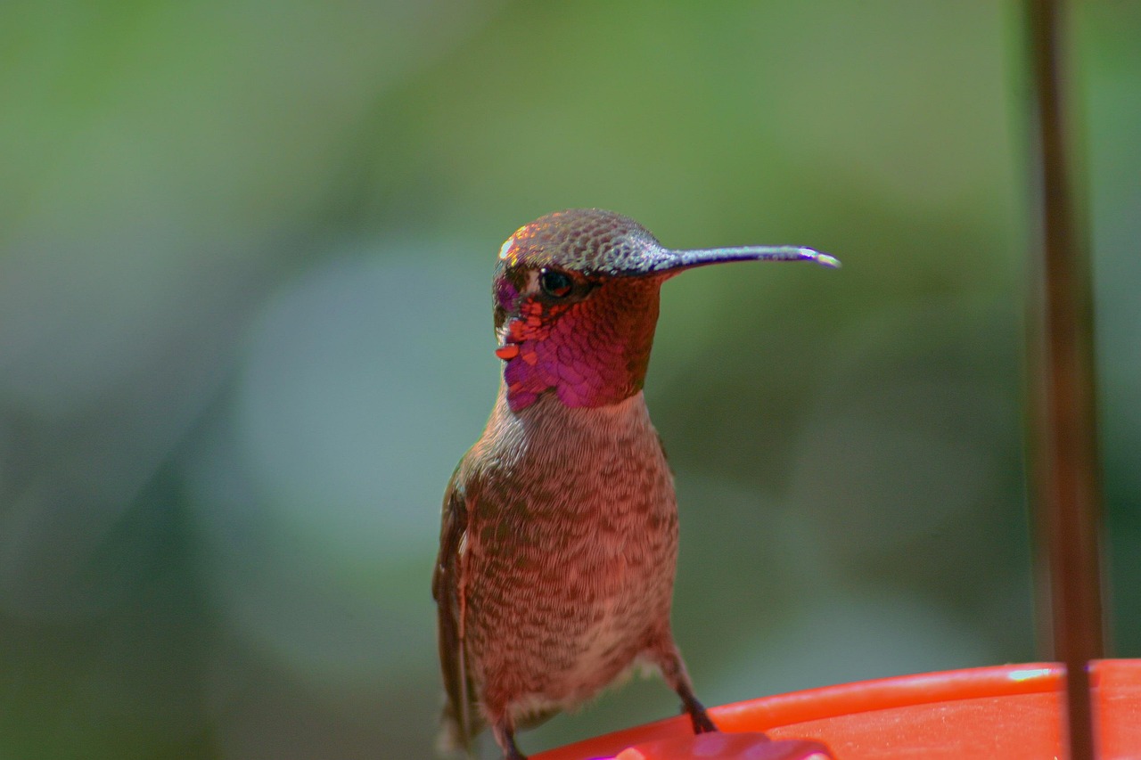 Hummer gravid: 7 fascinerande fakta du måste känna till 1 hummer gravid