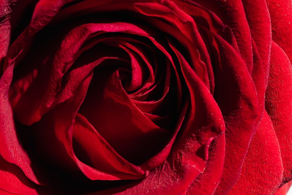 rosa flytning ägglossning