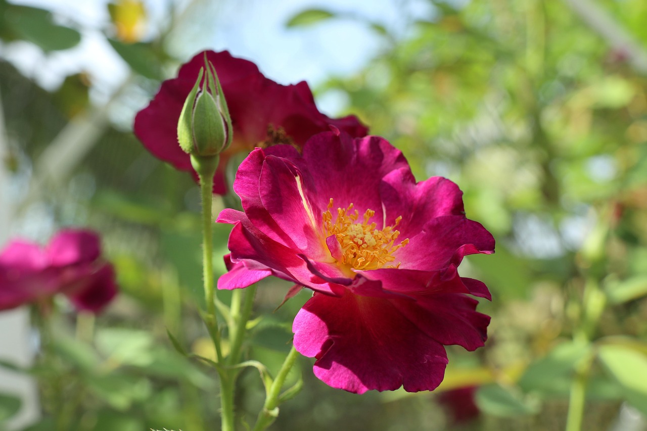 rosa tårta