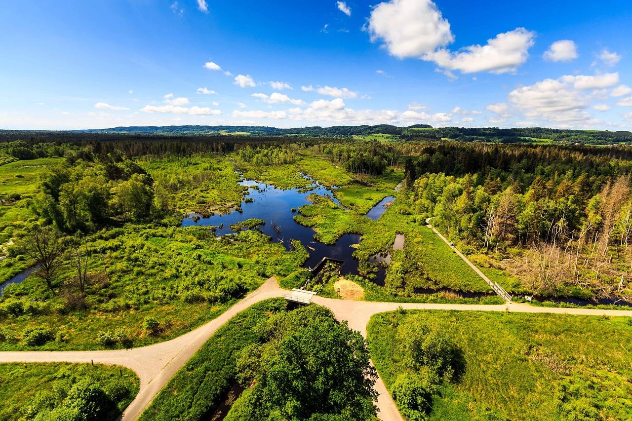 svart ris