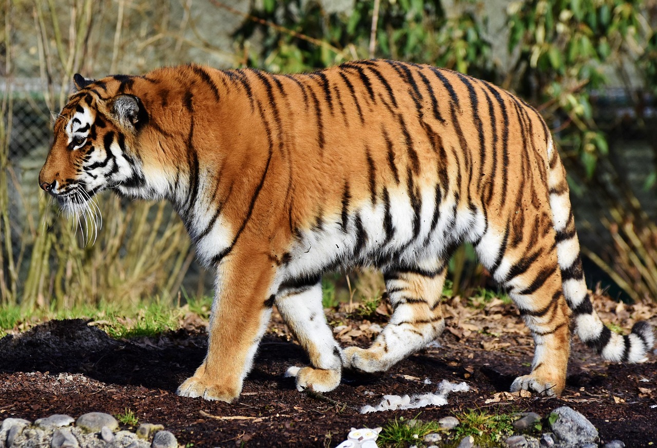 Tiger 7 fascinerande fakta som du inte visste om dem 1 tiger