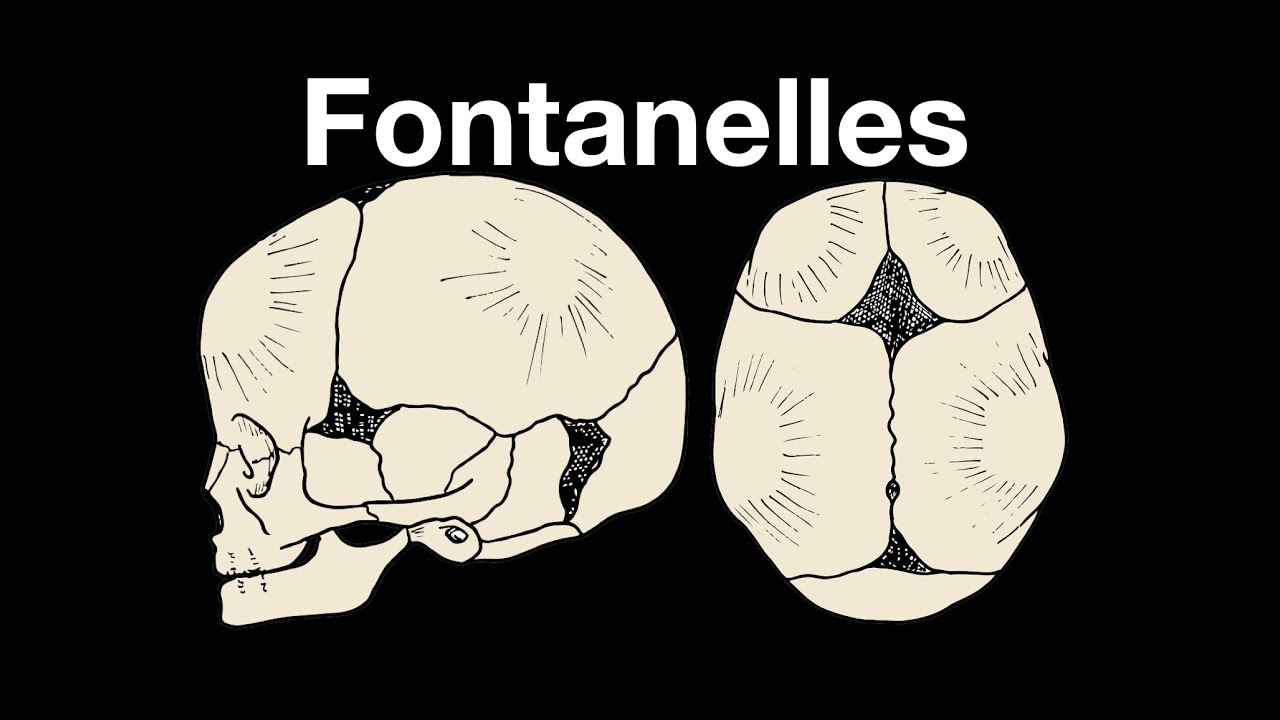 Vad är fontanell? 5 nyckelfakta du bör veta! 1 vad är fontanell