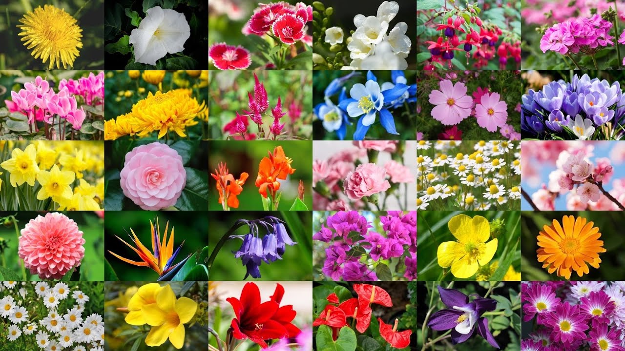 blomma namn