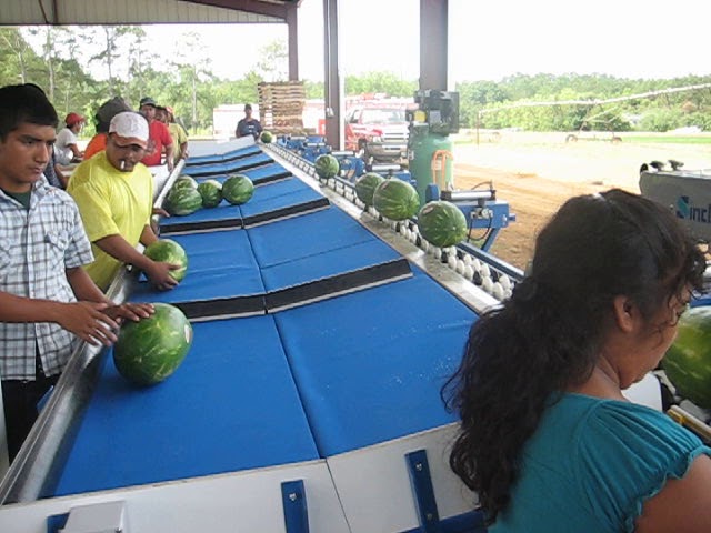 meloner olika sorter