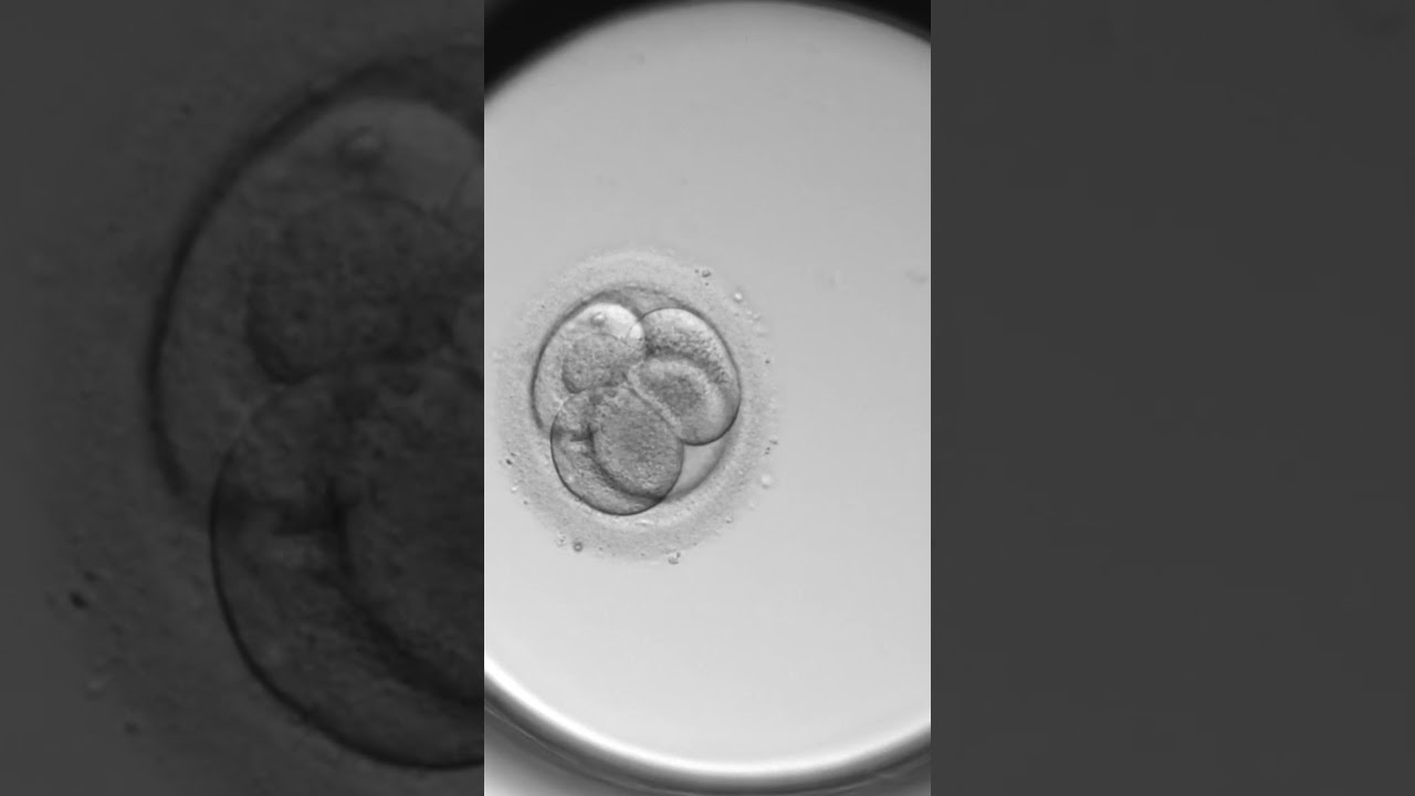 regnbågsbarn ivf