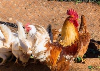 Instalaciones para la cría de gallinas ponedoras: ¡Conozca!