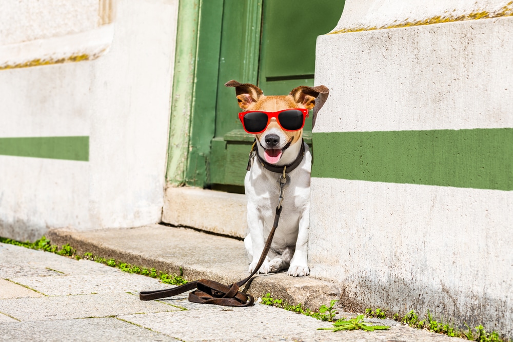 un perro con gafas de sol