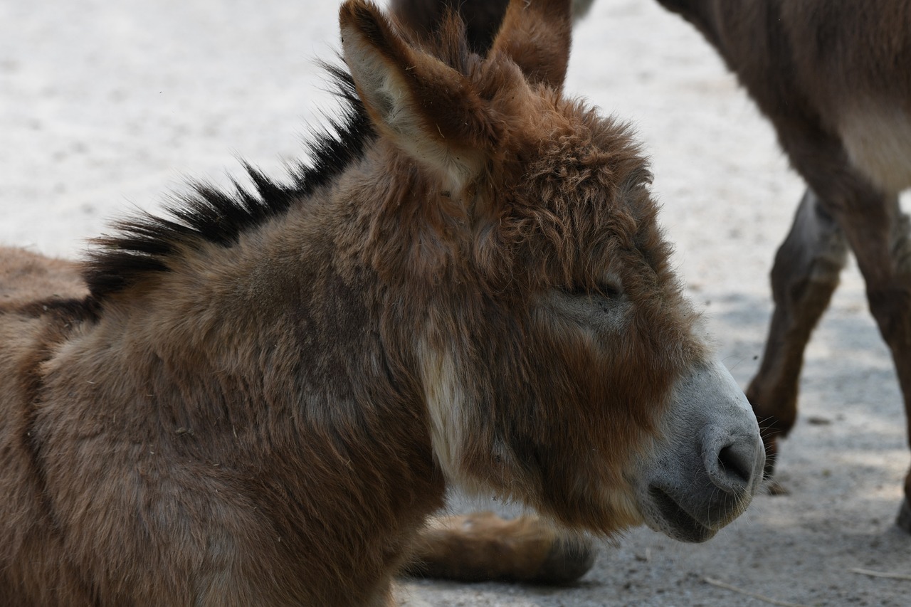 Burro de planchar: 5 formas de optimizar tu espacio en casa 1 burro de planchar