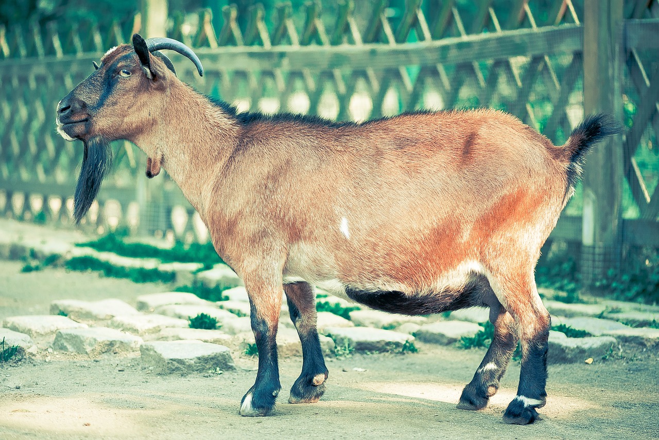 Cabra: 5 mitos y verdades sobre el cuidado de cabras 1 cabra