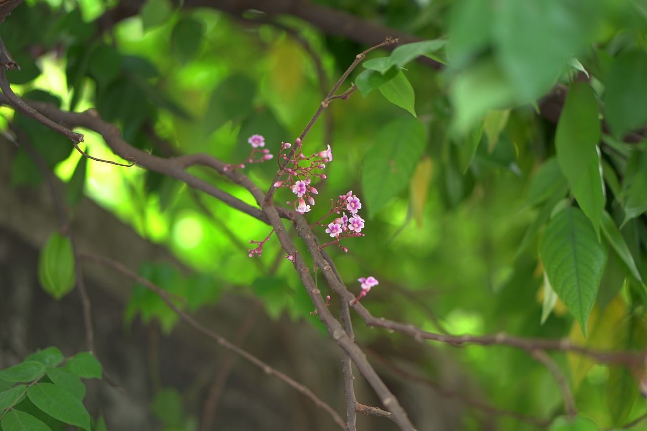 carambola