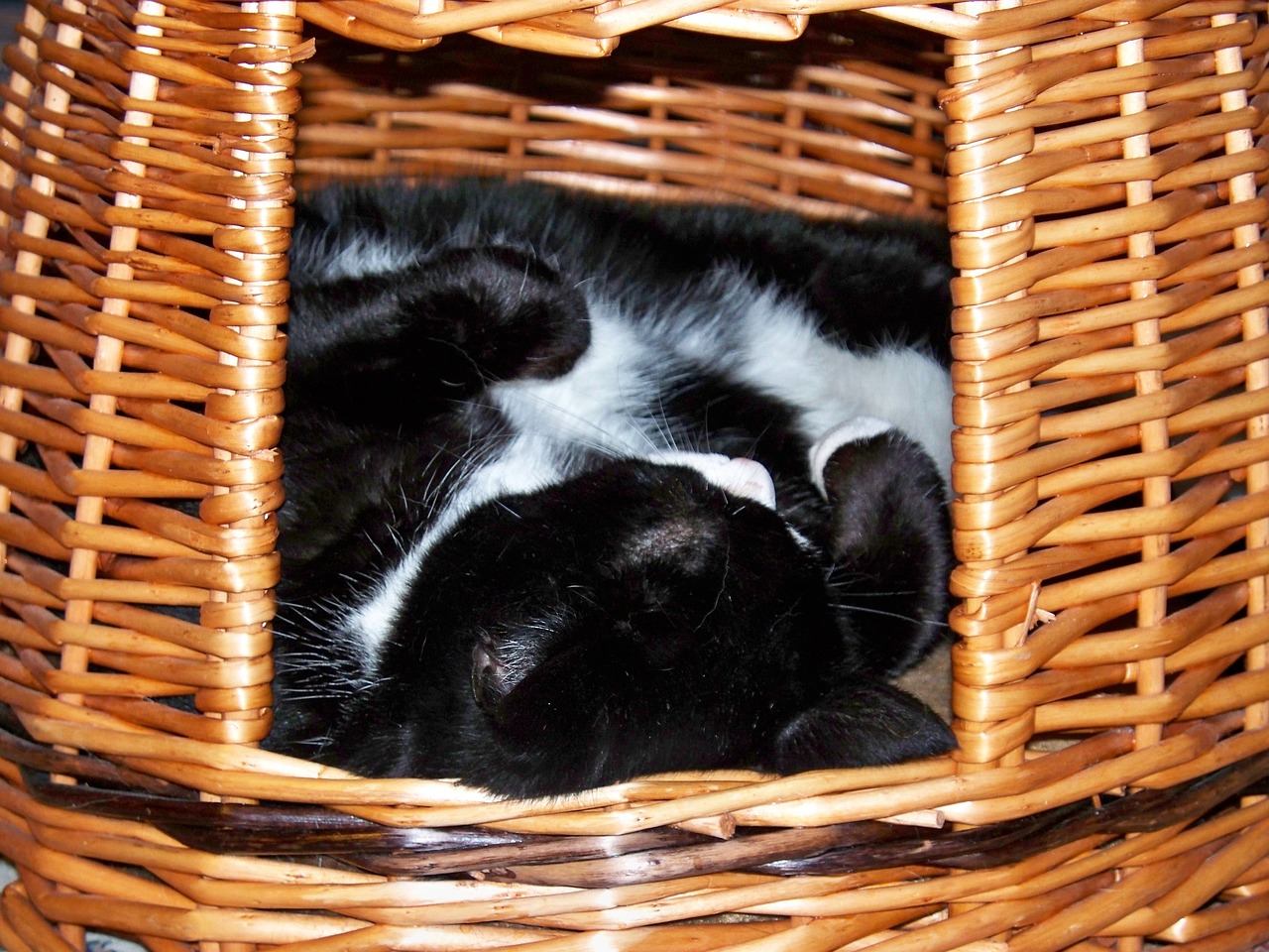catnap