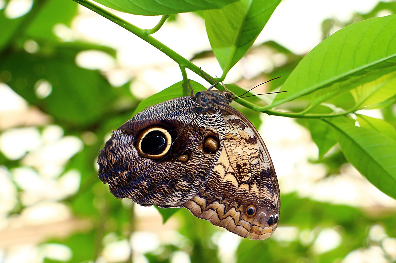 fleco mariposa