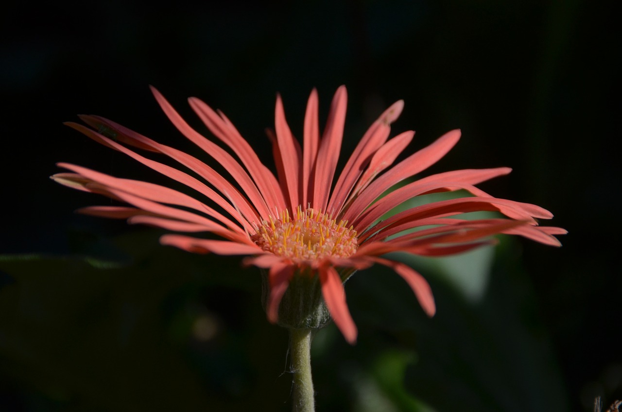 Flor Moyano: 5 razones para amar esta hermosa planta 1 flor moyano